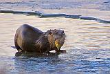 Otter With Breakfast_DSCF00081